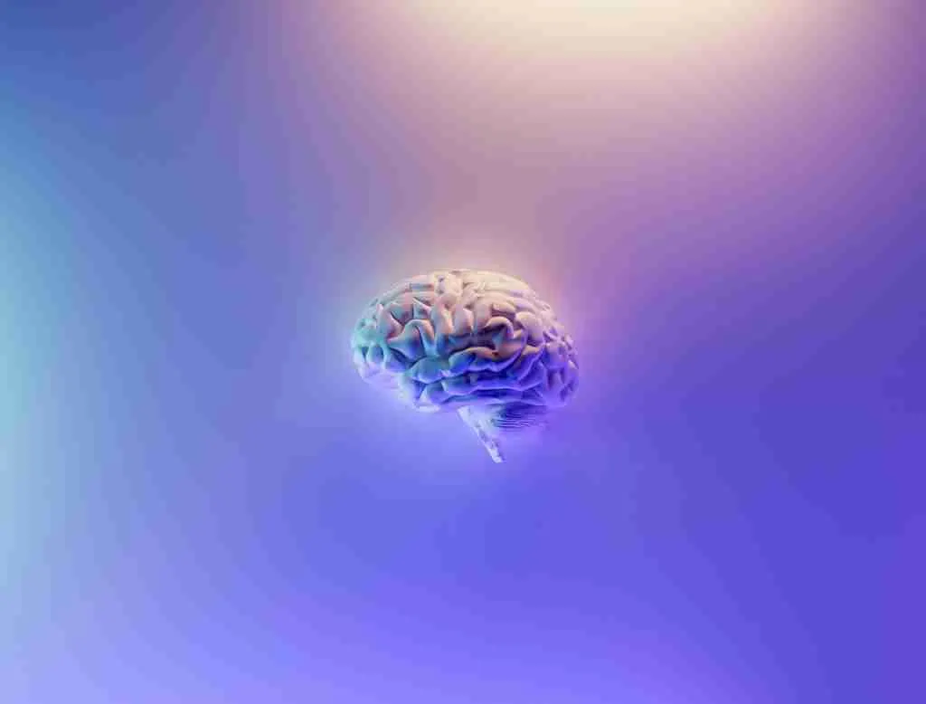Brain