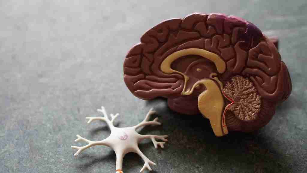 human brain