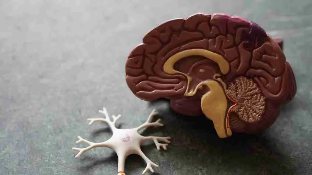 human brain