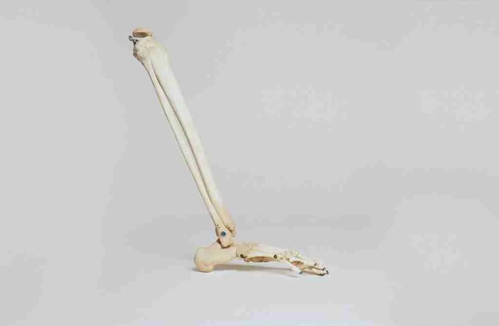 human leg skeleton