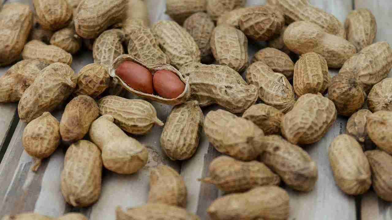 peanuts with their shell