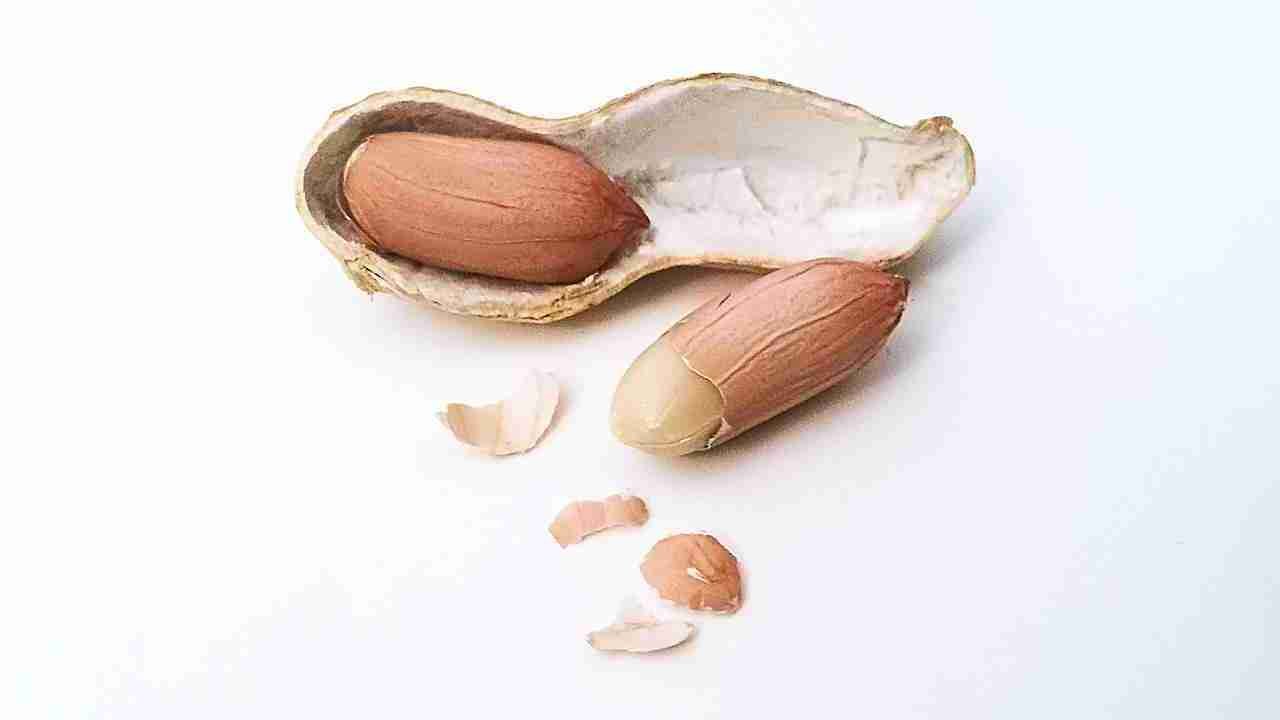 peanut kernel with shell