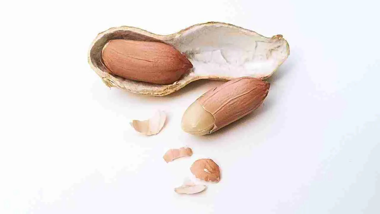 peanut kernel with shell