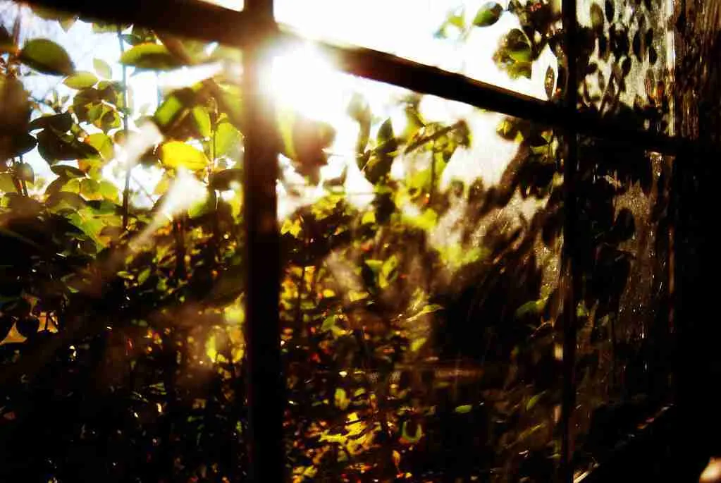 Sunlight source of Vitamin D