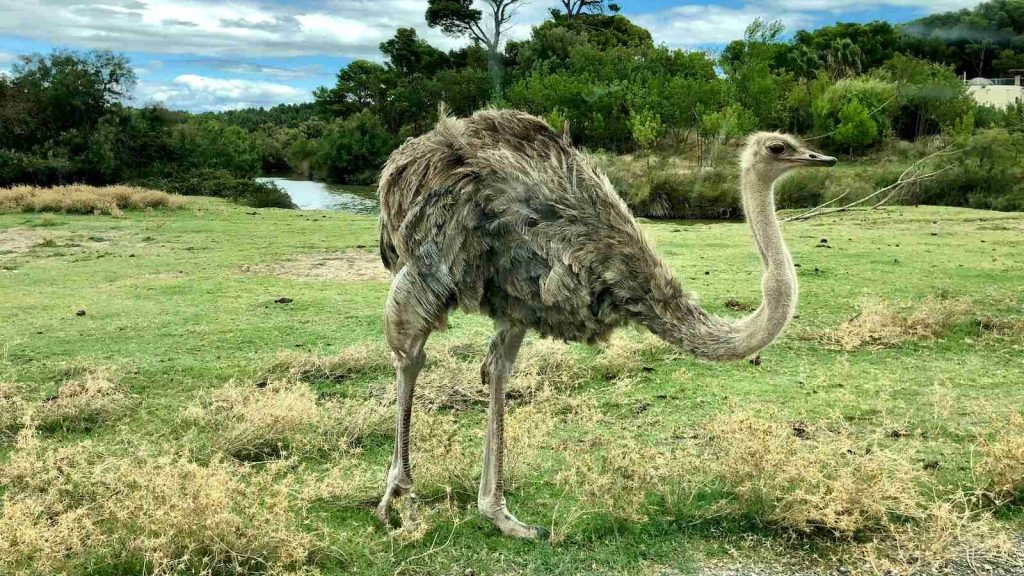 ostrich on green grasses