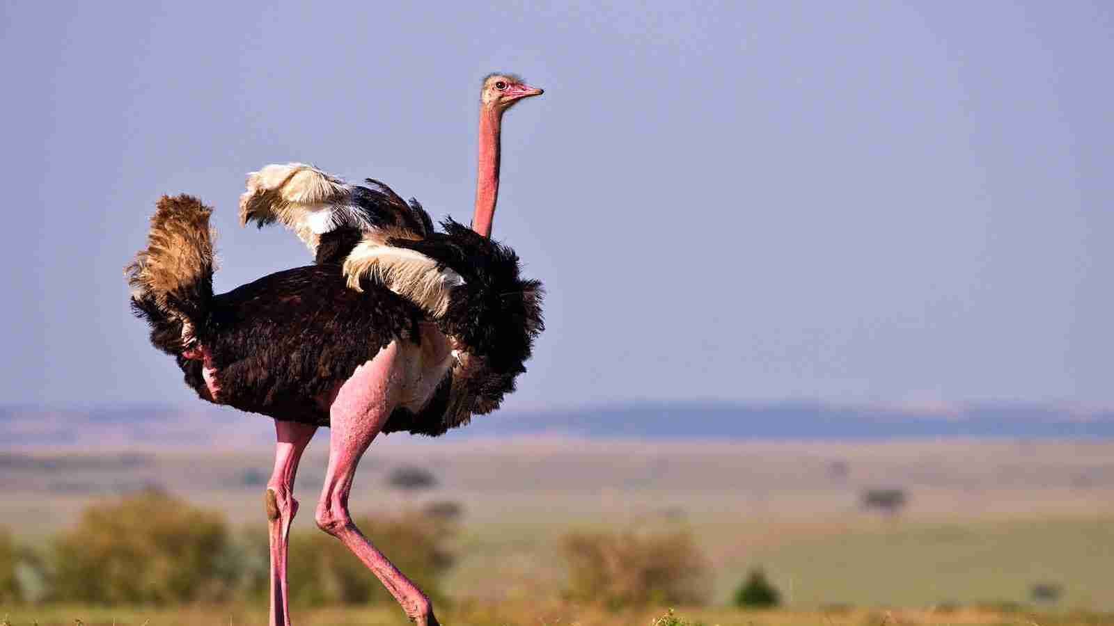 Ostrich runs on green grass field during daytime