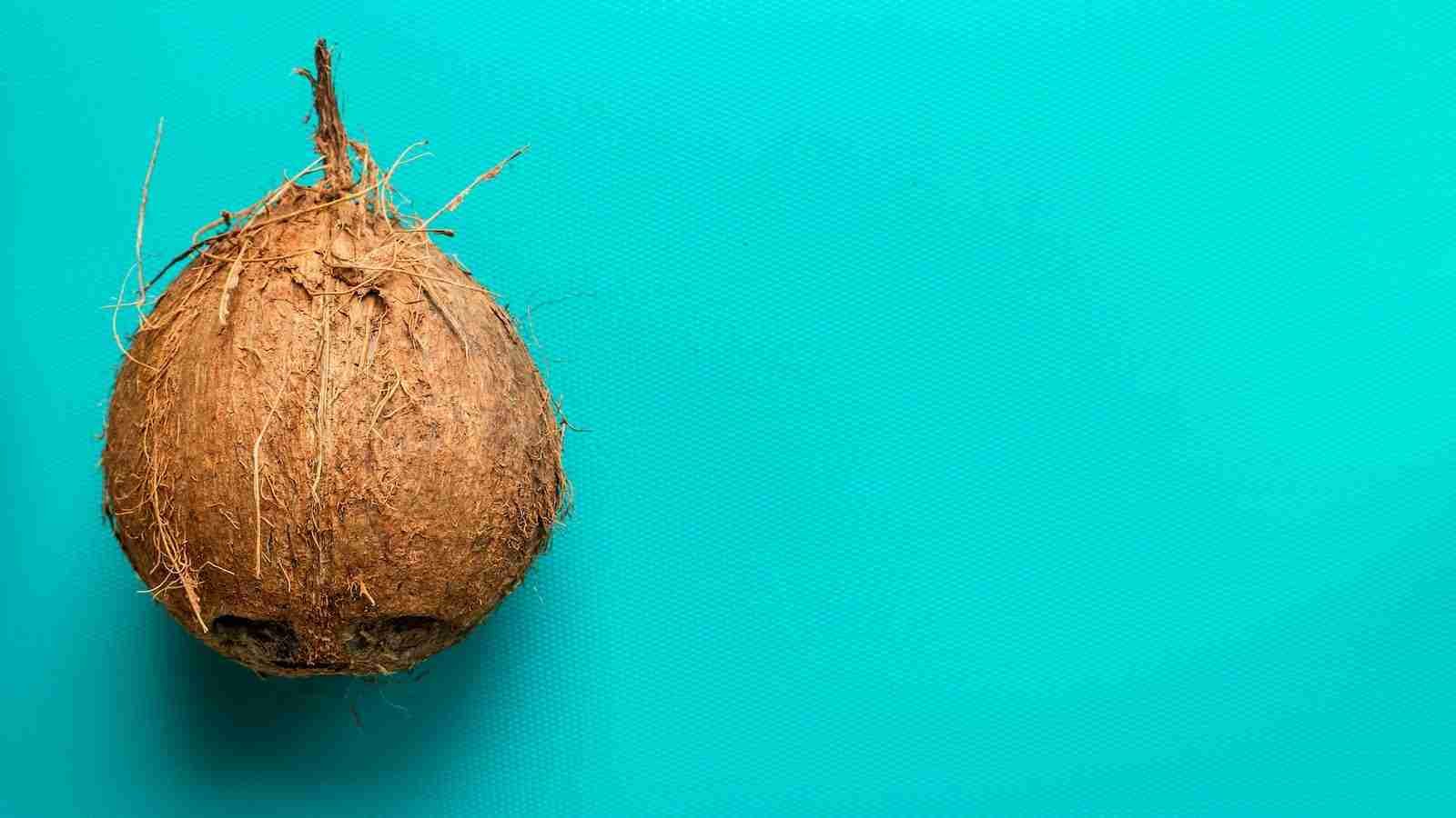 brown coconut fruit on blue background