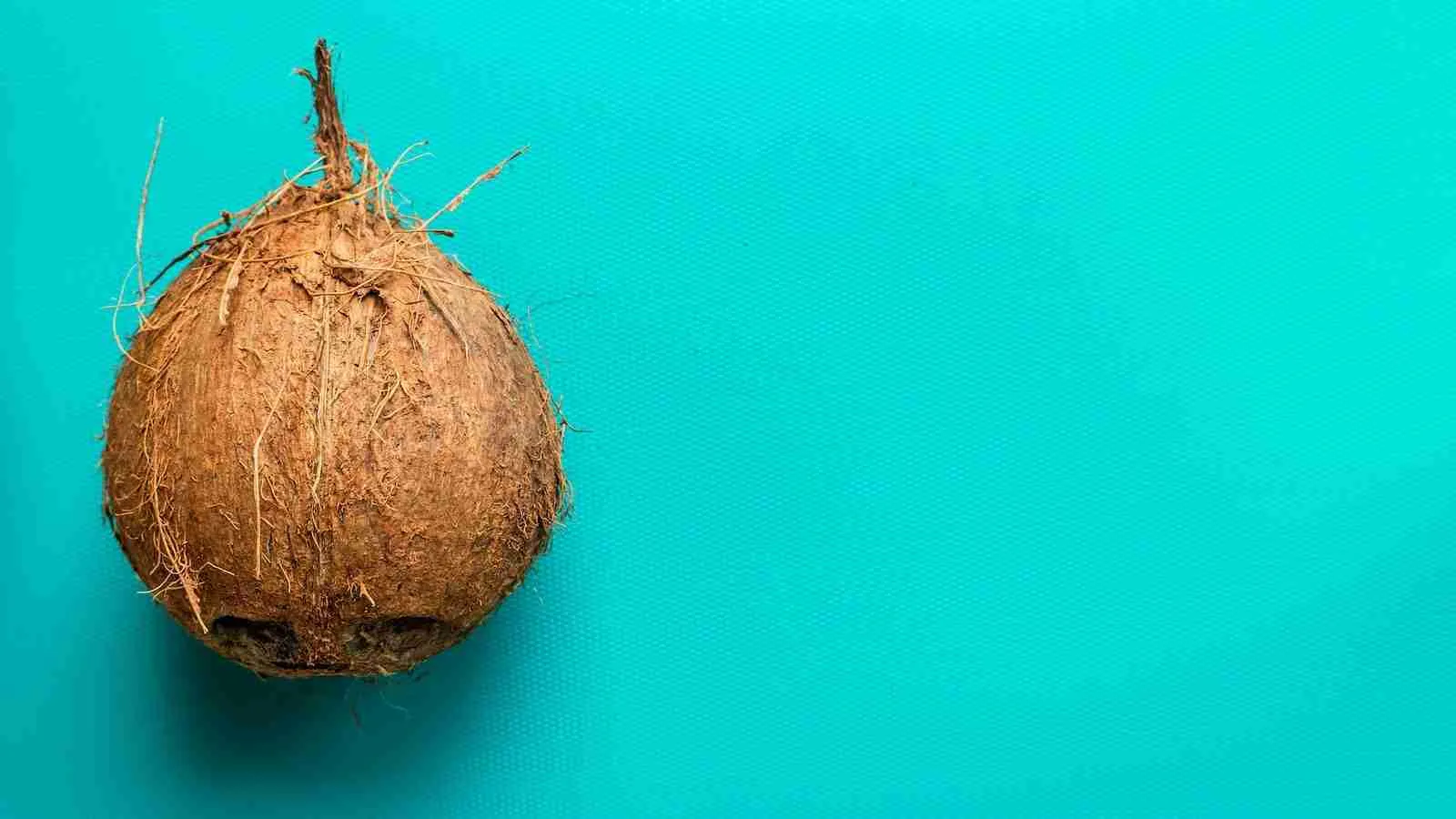 brown coconut fruit on blue background