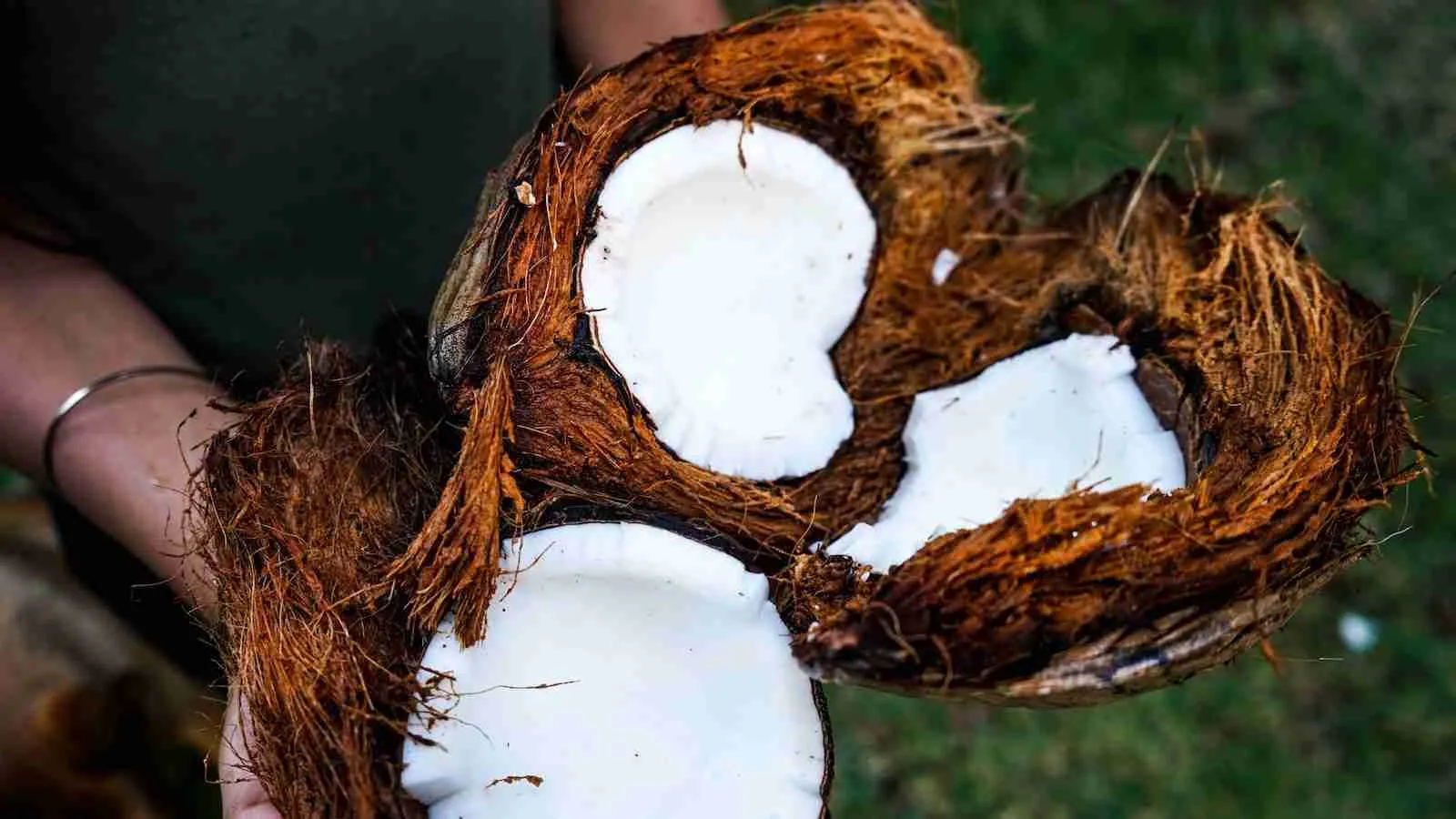 person holding coconut husks