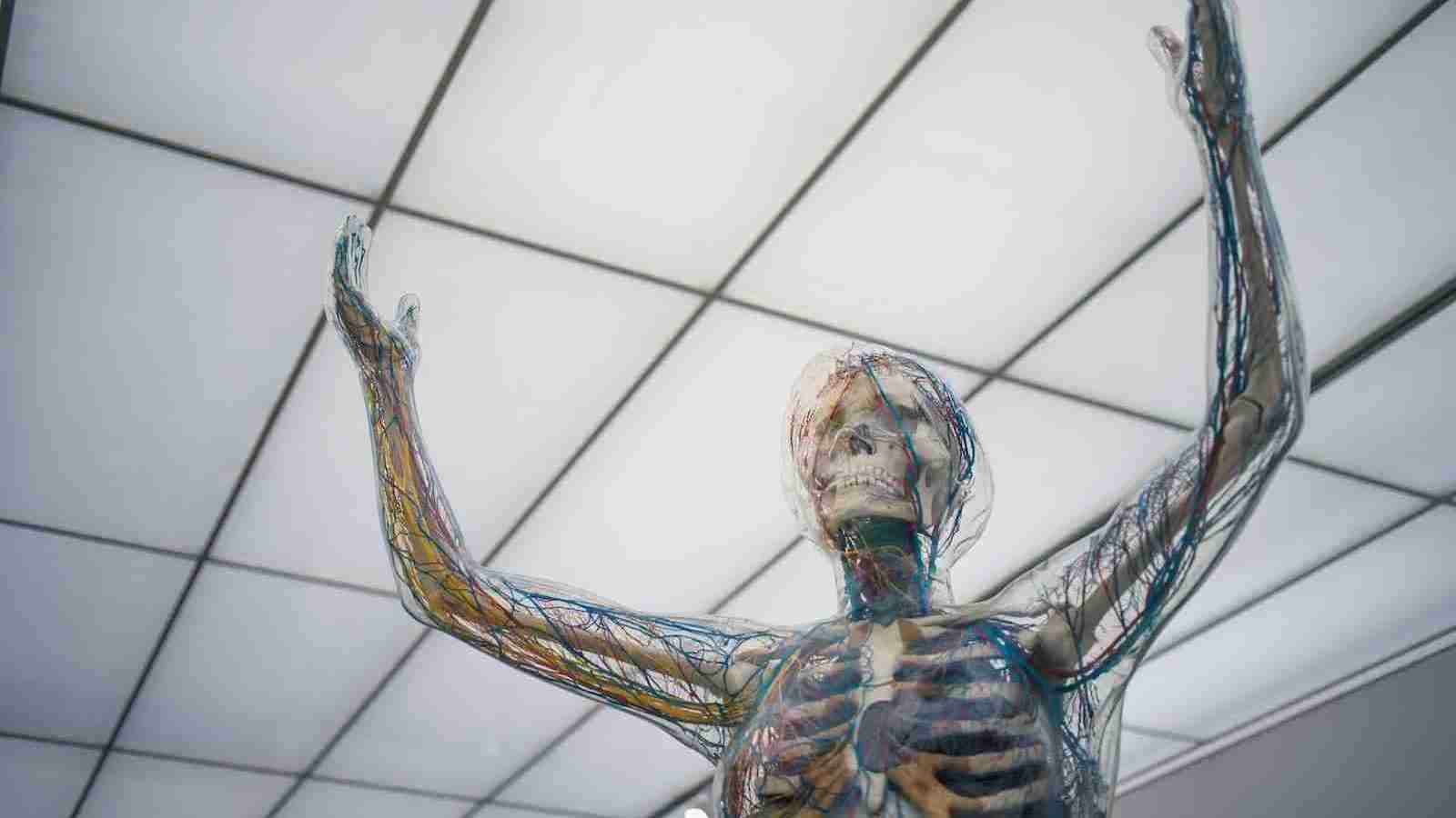 human body sculpture showing vein and arteries