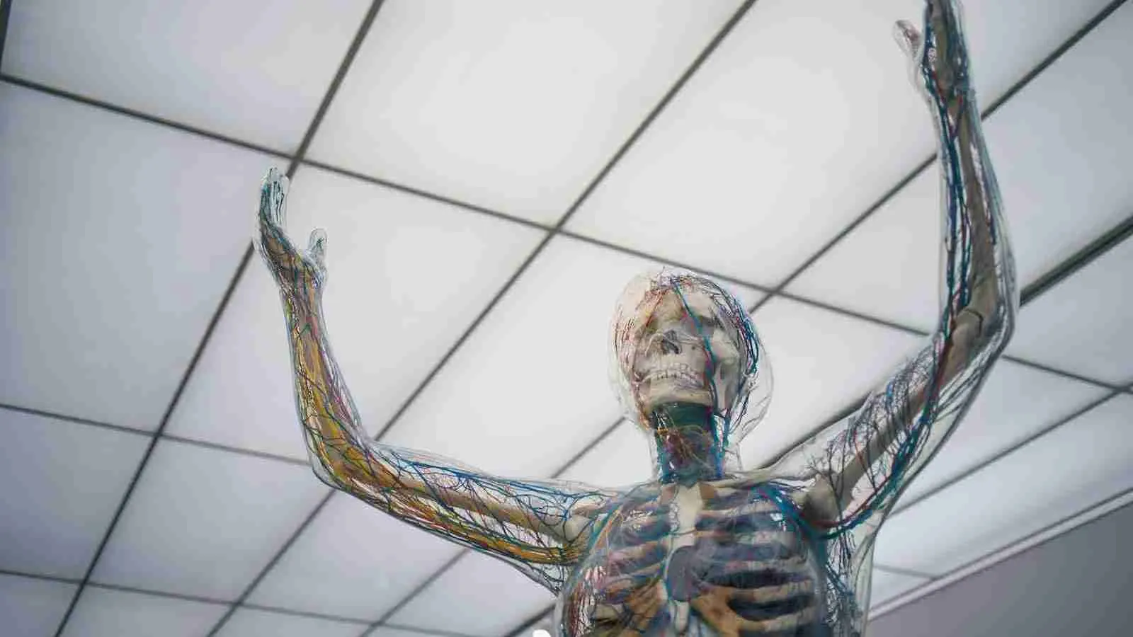 human body sculpture showing vein and arteries
