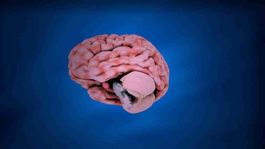 Image of A Brain