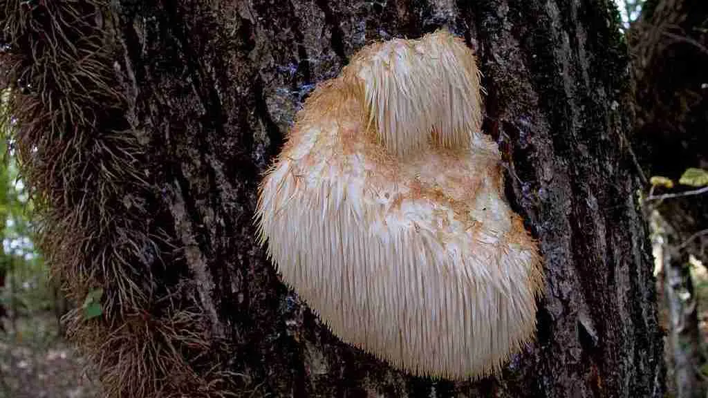 Lion’s Mane mushroom