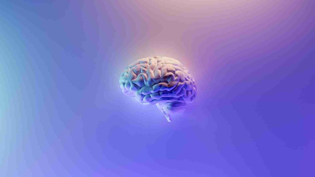 Image of a human brain
