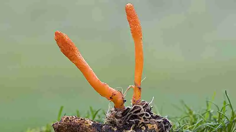 Cordyceps
