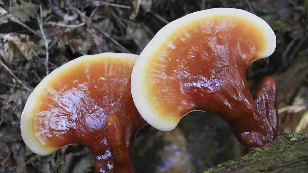 Reishi mushroom