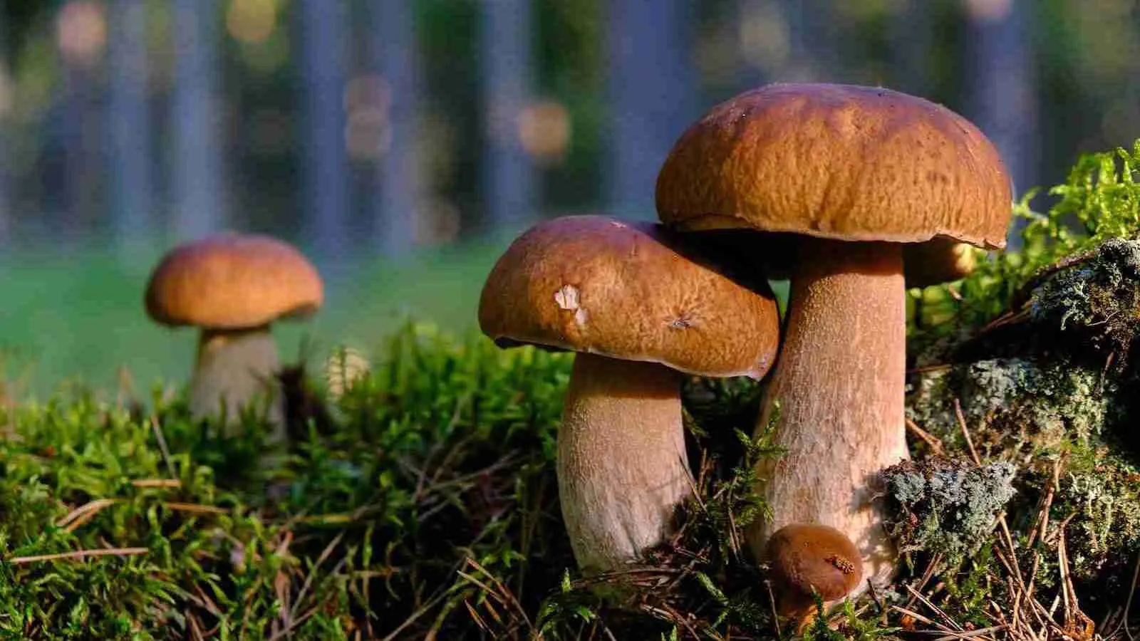 brown mushroom on green grass during daytime