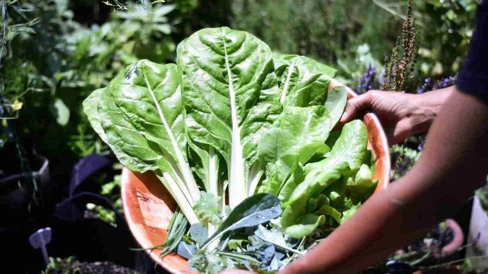green spinach leaves on brown clay pot