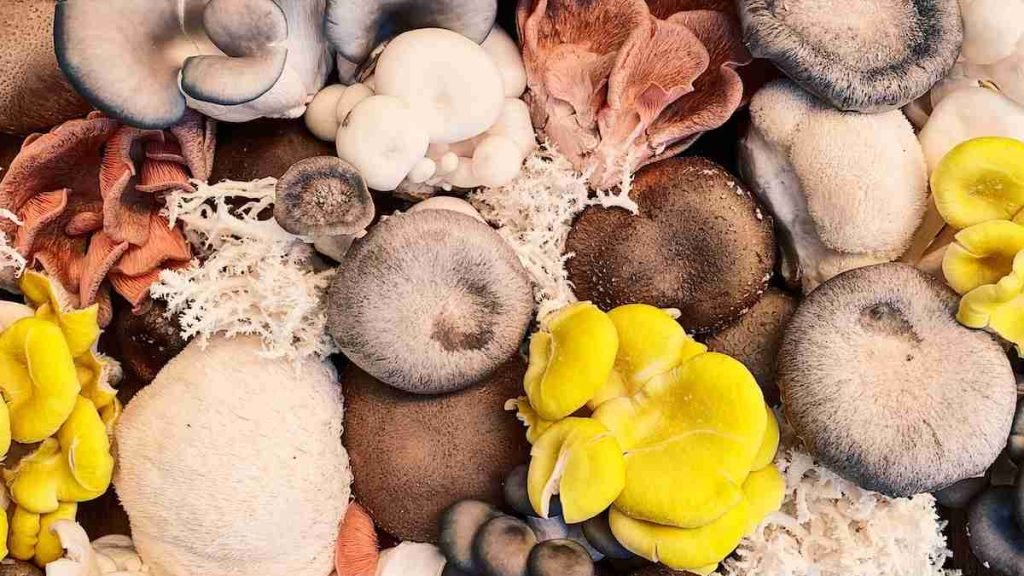 white and brown mushrooms on black and white surface