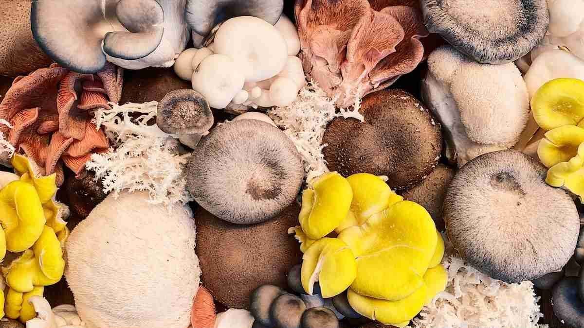 Are Mushroom Gummies Good For You? Nutrition Aspect