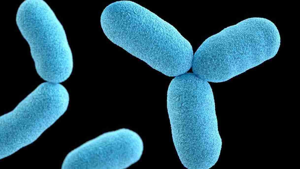 picture of capsulated bacteria