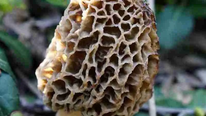 morel in a close up photography