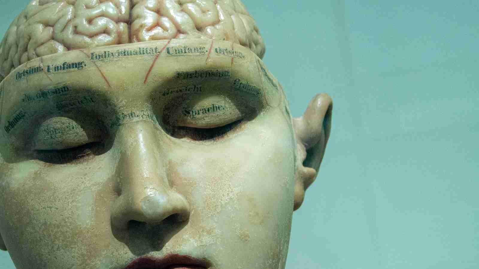 human brain anatomy model