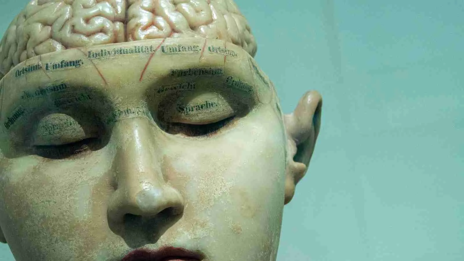 human brain anatomy model