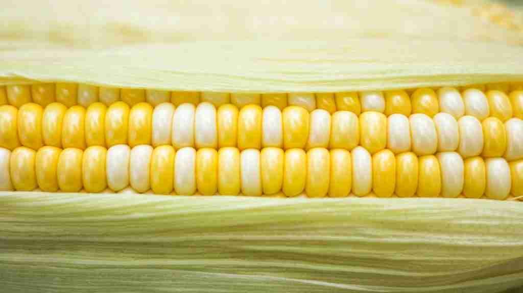 yellow and white corn