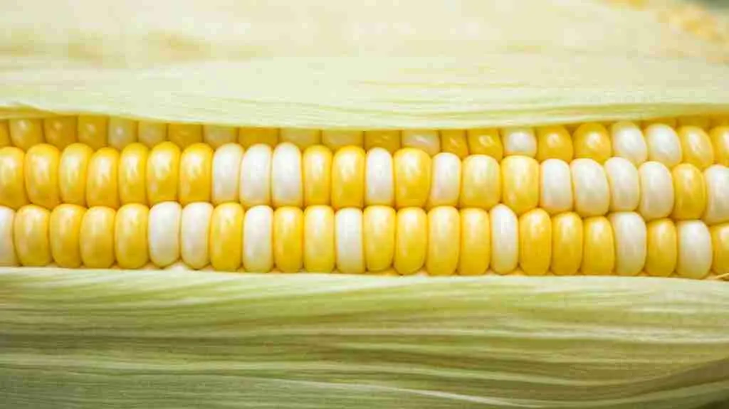 yellow and white corn