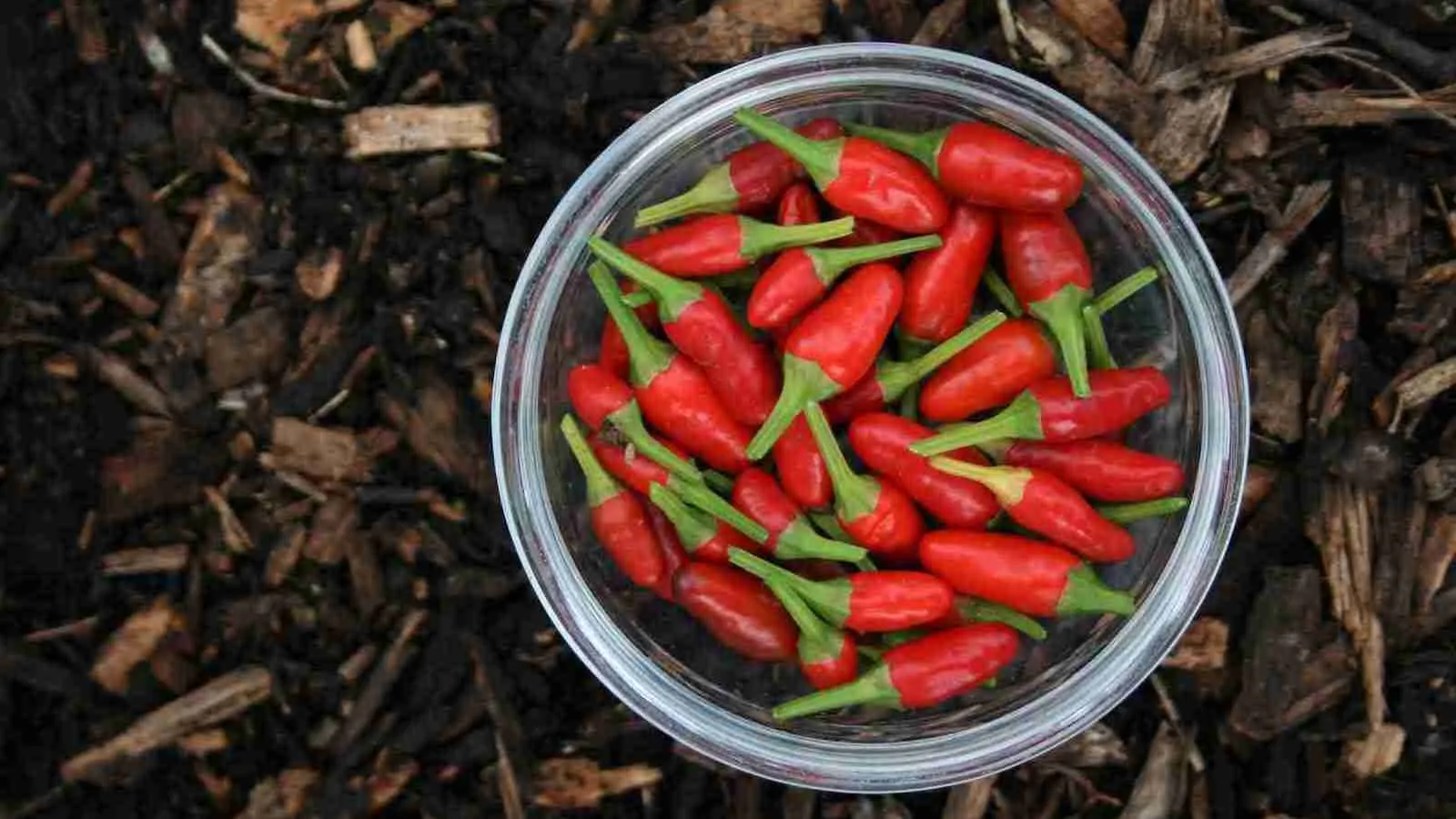 red chili peppers in clear glass bowl