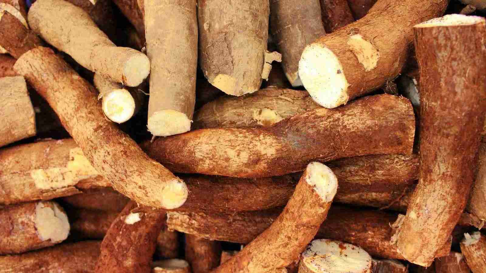 Cassava Root Crops in Close-Up Photography