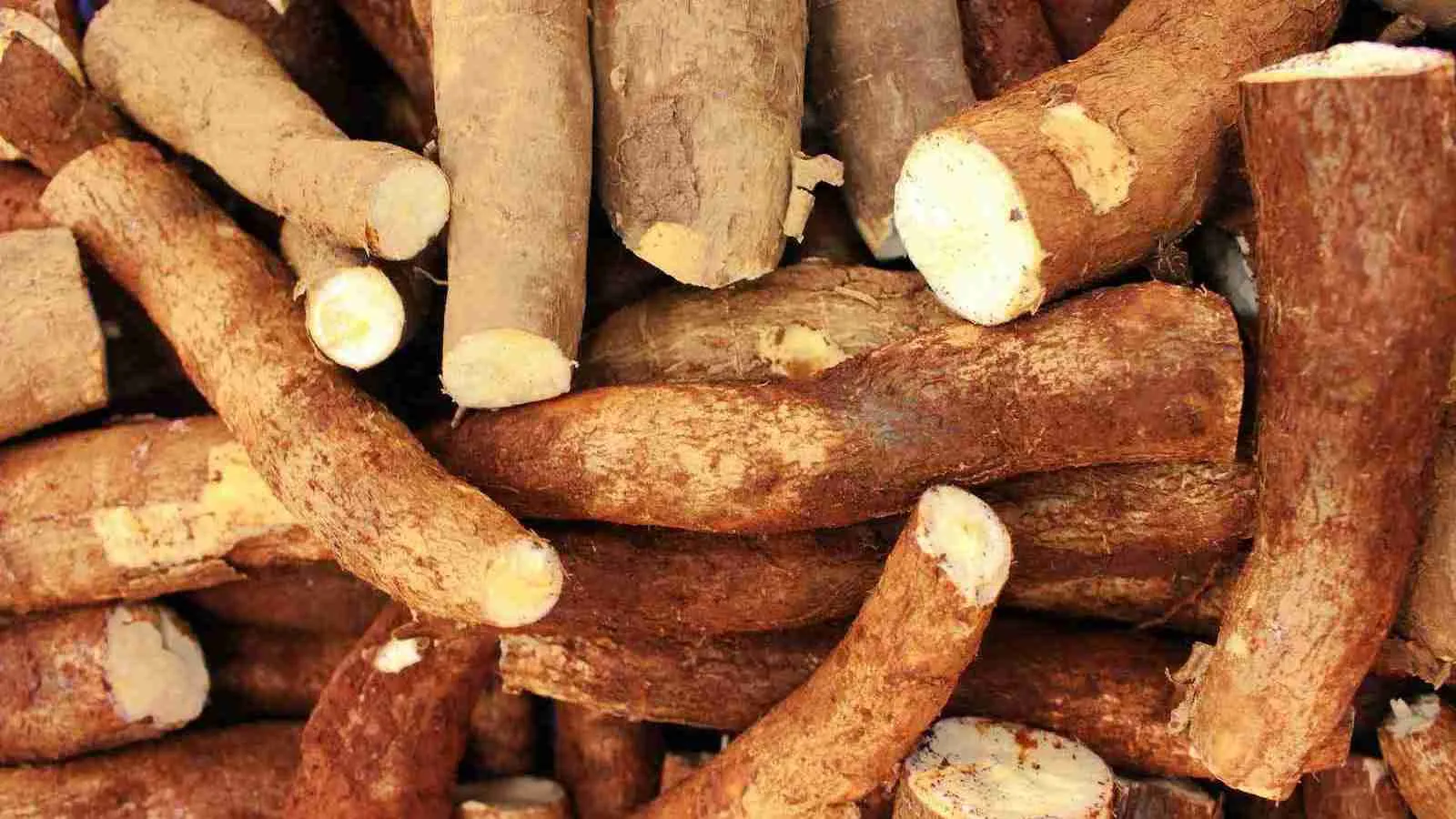 Cassava Root Crops in Close-Up Photography