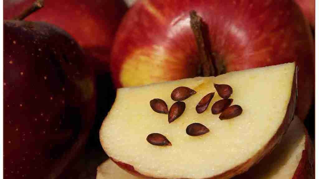 Apple with seeds