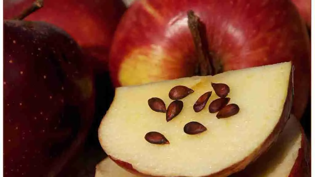 Apple with seeds