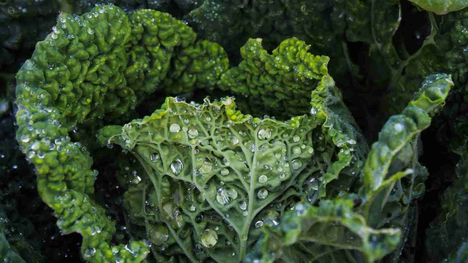 Kale in close up photography