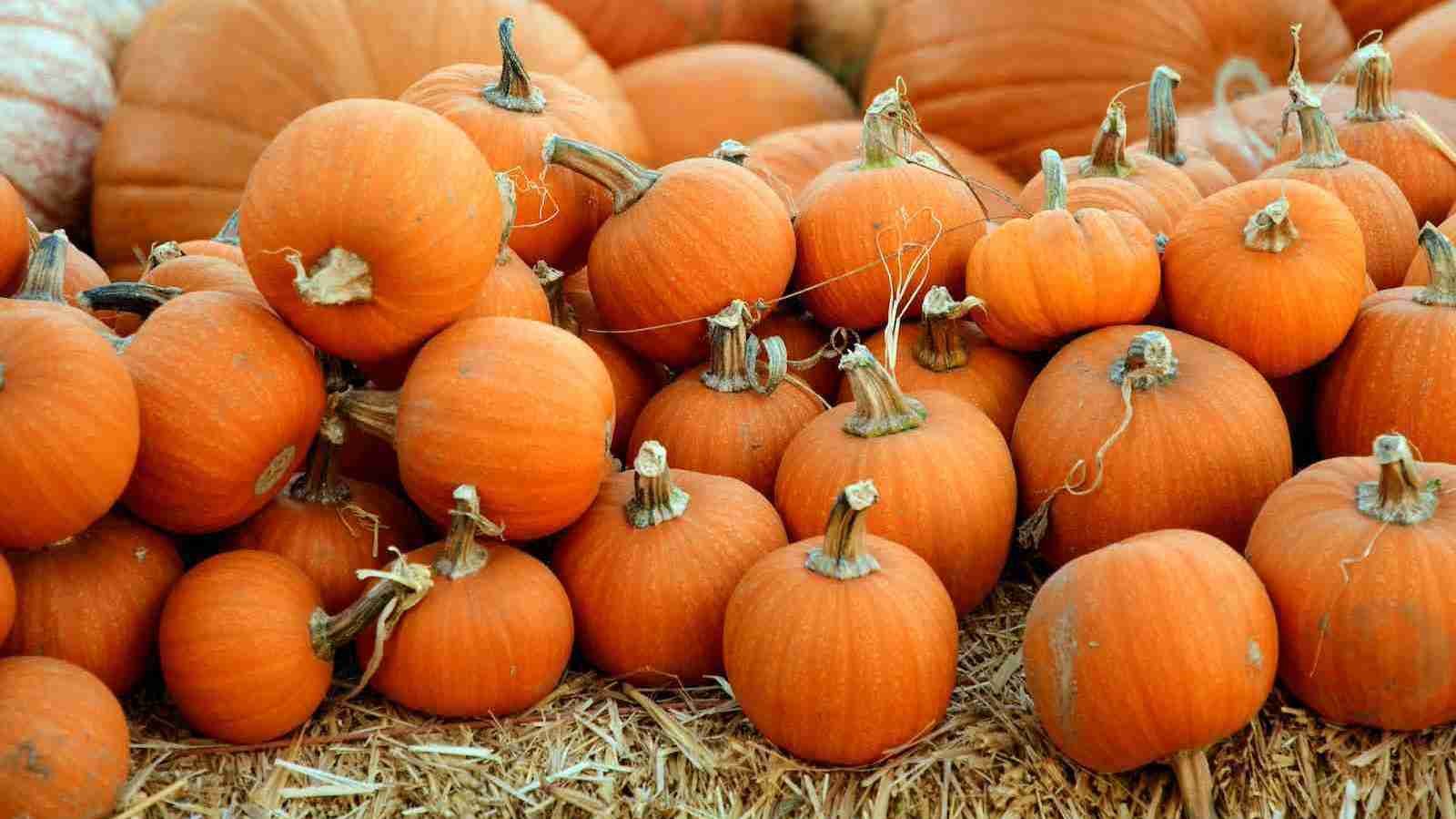 Pumpkins