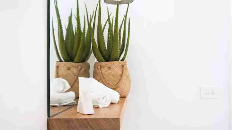 Aloe Vera plant in front of a glass