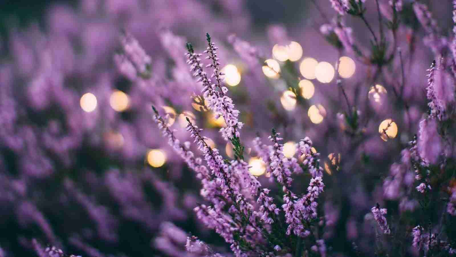 Lavender plant