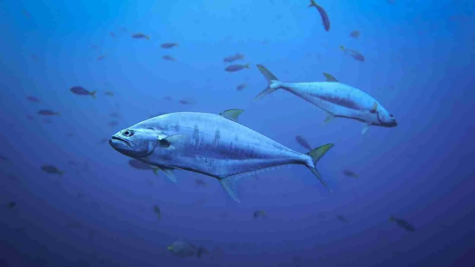 a school of fishes