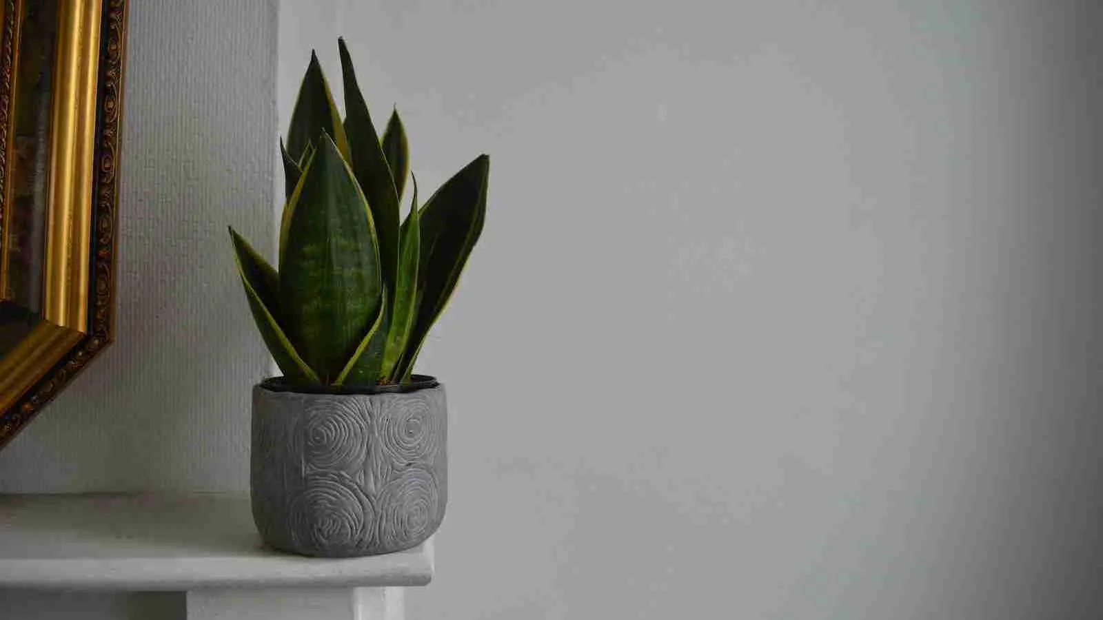Snake plant on white ceramic pot