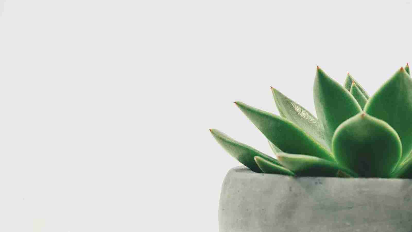 green plant