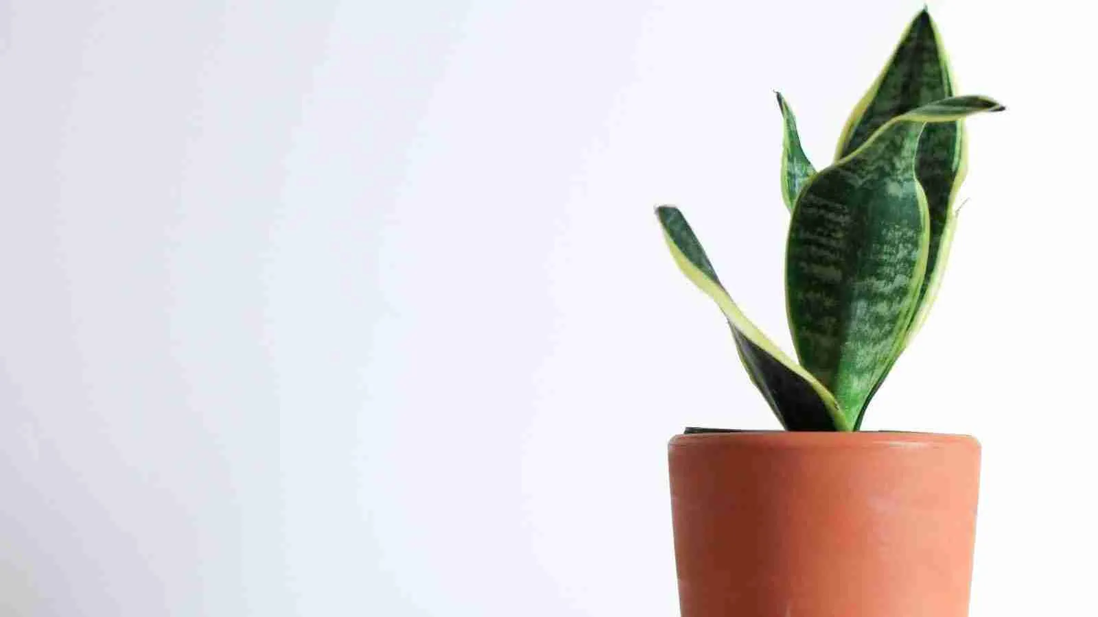 Snake plant paced in a pot on a table