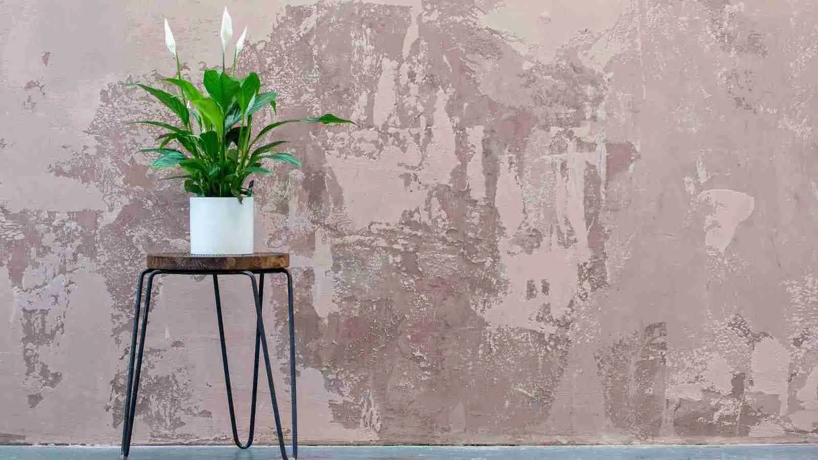 Peace Lily placed on a stand in a pot