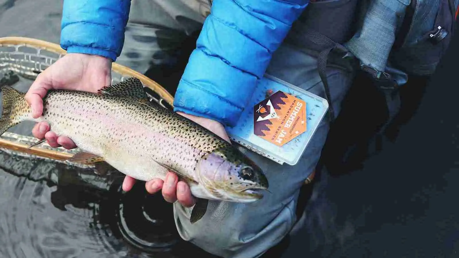 A person holding trout, a freshwater fish