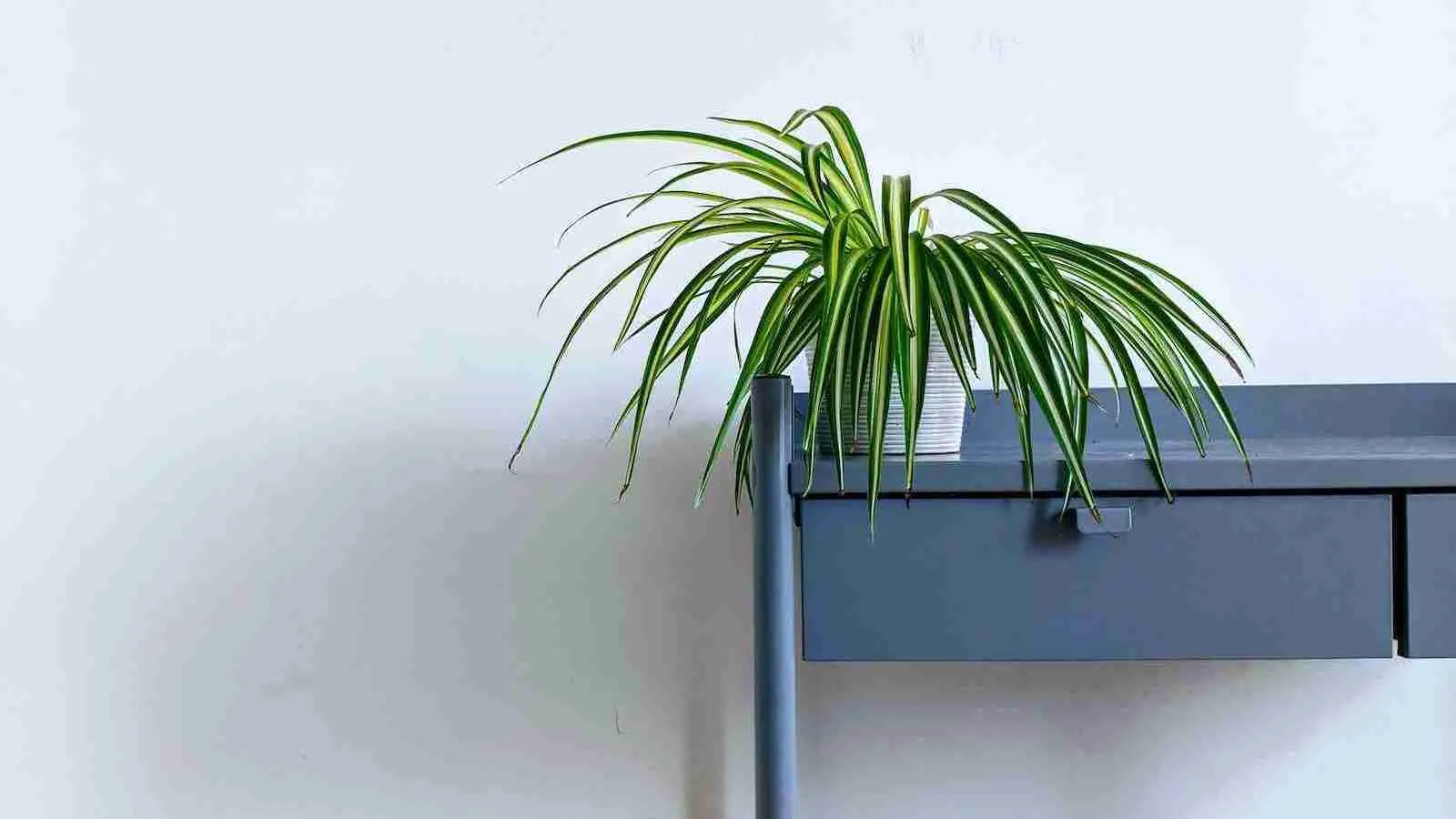 Spider Plant in pot placed on a table
