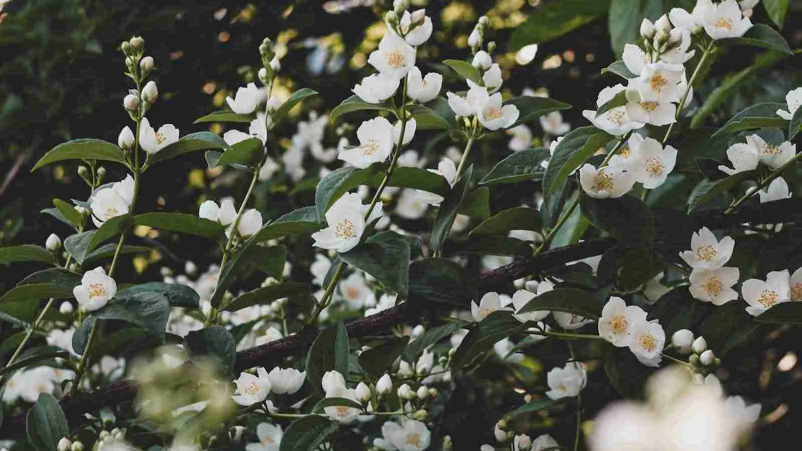 a bunch of Jasmine flowers that are on a tree
