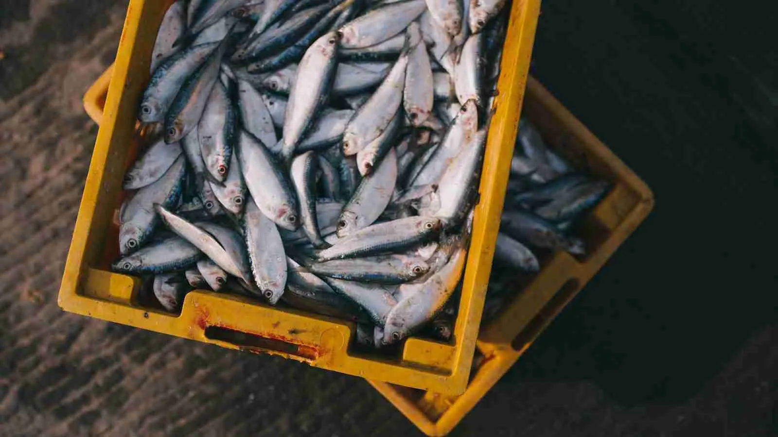 gray fish lot