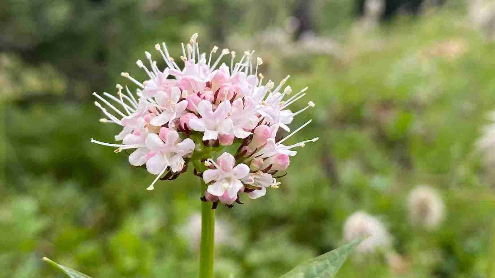 a close up of a Valerian plant in a field